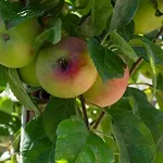 Logeren Bij Laura - A En C Tatil Evi Schulder