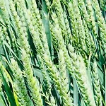 Logeren Bij Laura - A En C * Schulder