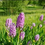 Tatil Evi Logeren Bij Laura - A En C