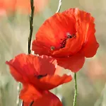 Logeren Bij Laura - A En C