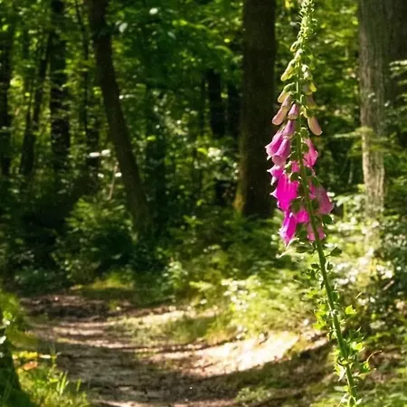 Tatil Evi Logeren Bij Laura - A En C Schulder